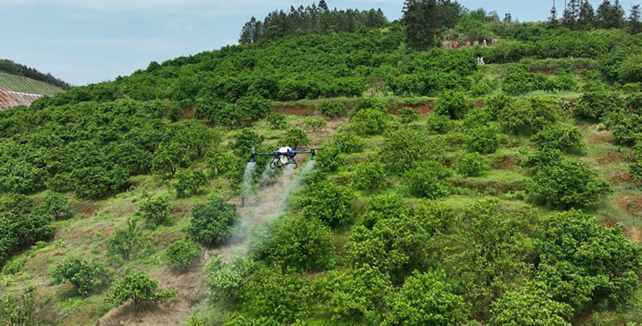 Tarlanızda mantar hastalığına karşı dronla ilaçlama hizmeti. Çamur engeli olmadan, ürünü ezmeden, sisleme teknolojisiyle %100 etkili mantar ilacı uygulaması. Sakarya ve çevre illerde hizmetinizdeyiz.